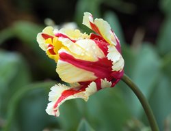 Flaming Parrot Tulip, Pink And White Tulip
Shutterstock.com
New York, NY
