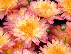 Flamingo Pineapple Pink, Garden Mum, Chrysanthemum Grandiflorum
Proven Winners
Sycamore, IL