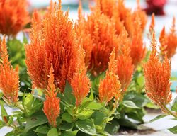 Flamma Orange Celosia, Orange Celosia Flowers
All-America Selections
Downers Grove, IL