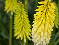 Flashpoint Kniphofia, Yellow Kniphofia
Proven Winners
Sycamore, IL