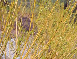 Flaviramea Yellow Twig Dogwood, Cornus Sericea
Millette Photomedia
