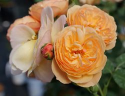 Flavorette Honey Apricot Rose, Edible Rose
Proven Winners
Sycamore, IL