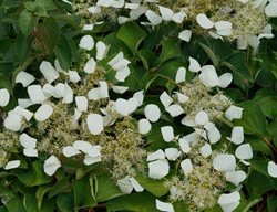 Flirty Girl False Hydrangea Vine, Schizophragma Hydrangeoides
Proven Winners
Sycamore, IL
