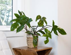 Florida Green Philodendron, Climbing Philodendron, Philodendron Hybrid
Proven Winners
Sycamore, IL