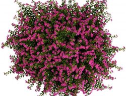 Floriglory Diana Cuphea, Cuphea Hyssopifolia 
All-America Selections
Downers Grove, IL