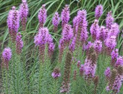 Floristan Violet Liatris, Liatris Spicata
Walters Gardens
