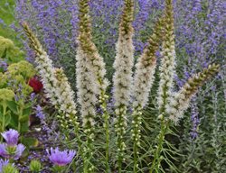Floristan White Liatris, Liatris Spicata, White Flowers
Walters Gardens
