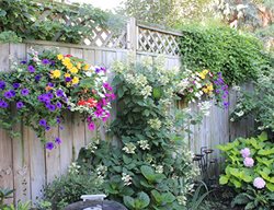 Flower Baskets On Fence
Proven Winners
Sycamore, IL