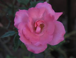 Flower Carpet, Rosa, Pink
Pixabay
