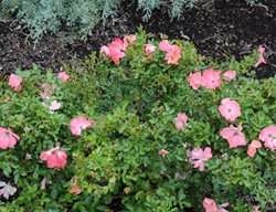Flower Carpet Shrub Rose, Rosa
Millette Photomedia

