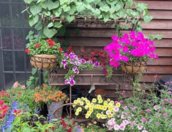 Flower Cart With Flower Pots
Garden Design
Calimesa, CA