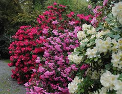 Flower
Garden Design
Calimesa, CA