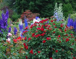 Flower Garden, Red Flower, Purple Flower
Garden Design
Calimesa, CA