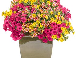 Flower Pillow, Candy Store
Proven Winners
Sycamore, IL