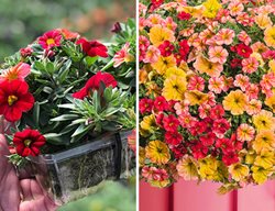 Flower Pillow
Garden Design
Calimesa, CA