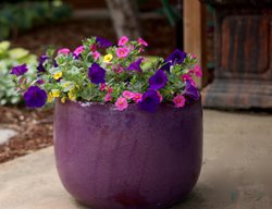 Flower Pillow, North Shore, Purple Planter
Proven Winners
Sycamore, IL