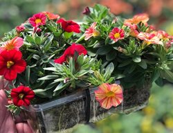 Flower Pillow
Proven Winners
Sycamore, IL