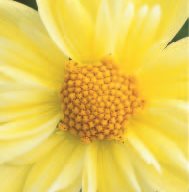 Flower, Yellow
Garden Design
Calimesa, CA