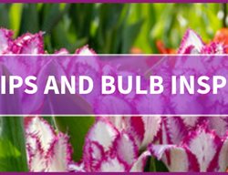 Flowerbulbs.com
Garden Design
Calimesa, CA