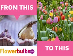 Flowerbulbs Left Side
Garden Design
Calimesa, CA