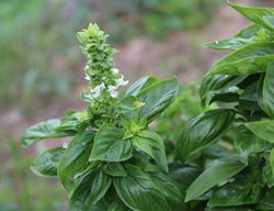 Flowering Basil Plant, Edible Herb
Pixabay
