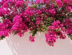 Flowering Bougainvillea, White Wall
Shutterstock.com
New York, NY