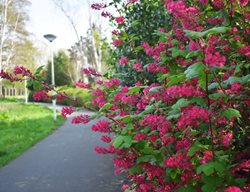 Flowering Currant, Ribes Sanguineum
Shutterstock.com
New York, NY
