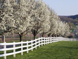 Flowering Dogwood Trees, Cornus Florida
Shutterstock.com
New York, NY