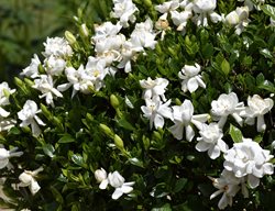 Flowering Gardenia, Gardenia Plant
Dreamstime
