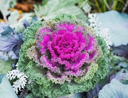 Flowering Kale, Rassica Oleracea
Shutterstock.com
New York, NY