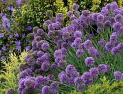Flowering Onion, Allium Spp., Purple, Shrub
Walters Gardens
