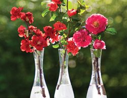 Flowering Quince Cut Flowers
Proven Winners
Sycamore, IL
