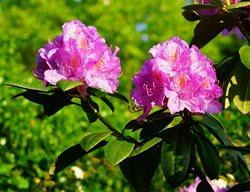 Flowering Shrub, Pink Rhododendron
Creative Commons
