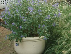 Flowering Shrubs, Blue Mist Shrub
Garden Design
Calimesa, CA