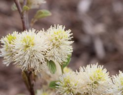 Flowering Shrubs, Bottlebrush
Garden Design
Calimesa, CA