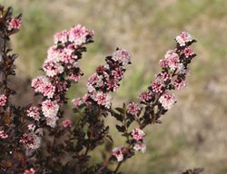 Flowering Shrubs
Garden Design
Calimesa, CA