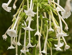 Flowering Tobacco, Nicotiana Sylvestris
Garden Design
Calimesa, CA