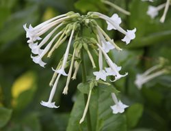 Flowering Tobacco Plant, Nicotiana Sylvestris
Shutterstock.com
New York, NY