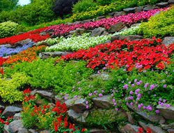 Flowers
Garden Design
Calimesa, CA