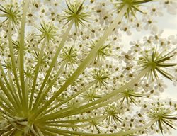 Flowers
Garden Design
Calimesa, CA