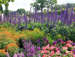 Flowers, Garden, Purple Spires
Garden Design
Calimesa, CA