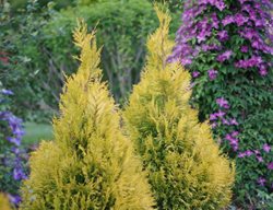 Fluffy Arborvitae, Thuja Occidentalis, Western Arborvitae
Proven Winners
Sycamore, IL