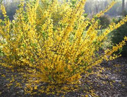 Flying Machine Forsythia, Forsythia Koreana, Flowering Shrub
Proven Winners
Sycamore, IL