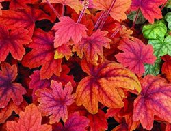 Foamy Bells Sweet Tea
Garden Design
Calimesa, CA