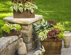 Foliage-Centric Containers Featuring Perennial Plants
Proven Winners
Sycamore, IL