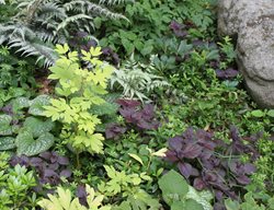 Foliage Garden, Foliage Plants
Johnsen Landscapes & Pools
Mount Kisco, NY