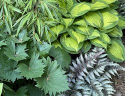 Foliage Planting Combination
Garden Design
Calimesa, CA