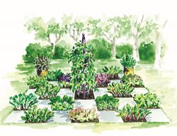 Food Garden Drawing
Elayne Sears (Illustrator)
