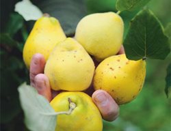 Food Lovers Garden 
Garden Design
Calimesa, CA