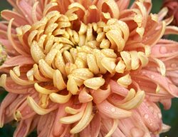 Football Mum, Homecoming
Bluestone Perennials
Madison, OH